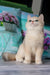 Sapfir | british shorthair kitten
