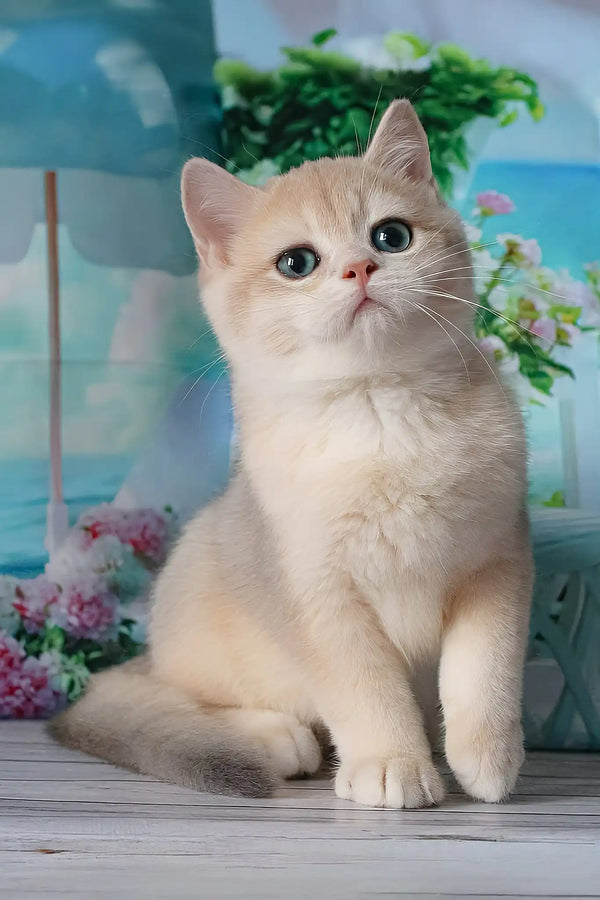 Sapfir | british shorthair kitten