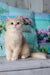 Sapfir | british shorthair kitten