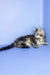 Sapfir | maine coon kitten