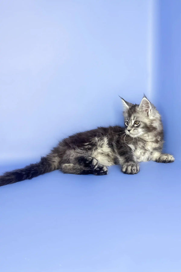 Sapfir | maine coon kitten