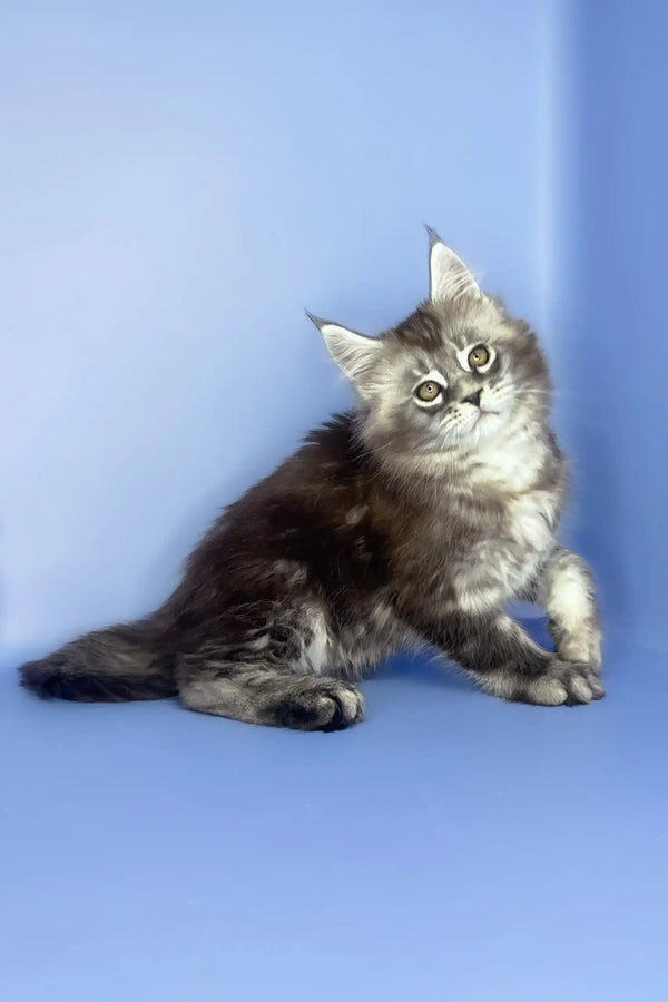 Sapfir | maine coon kitten