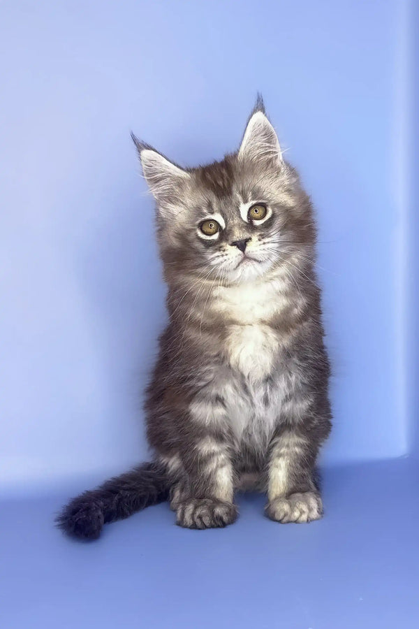 Sapfir | maine coon kitten