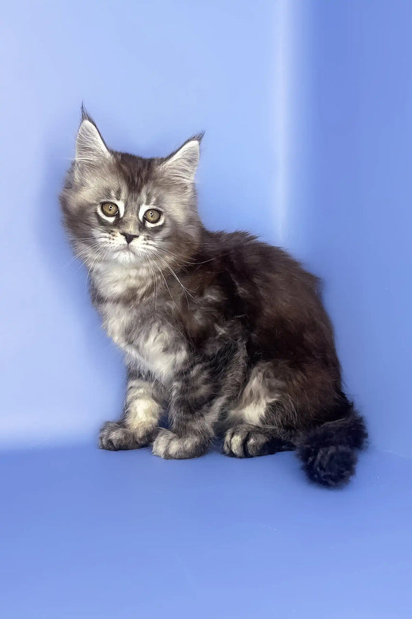 Sapfir | maine coon kitten