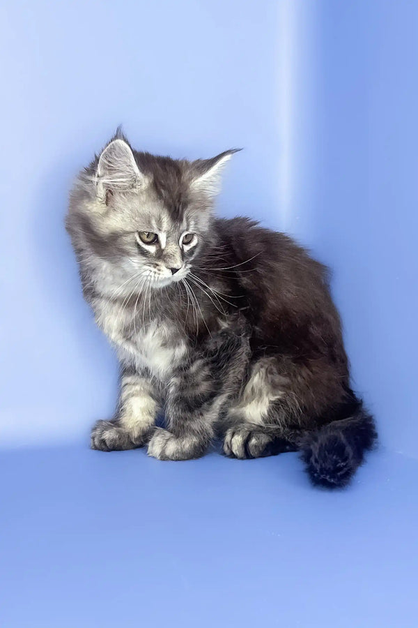 Sapfir | maine coon kitten