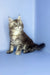 Sapfir | maine coon kitten