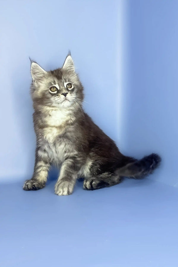 Sapfir | maine coon kitten