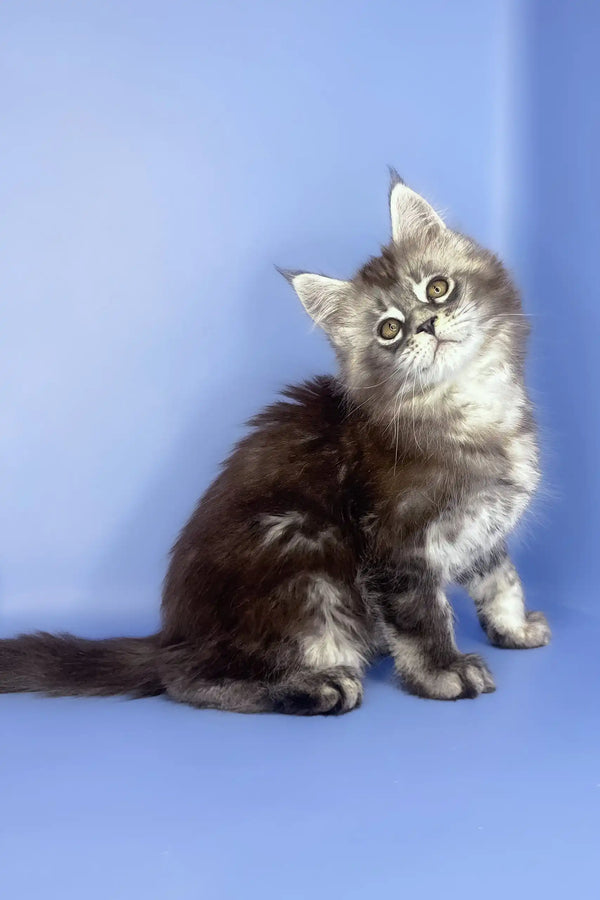 Sapfir | maine coon kitten