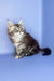 Sapfir | maine coon kitten