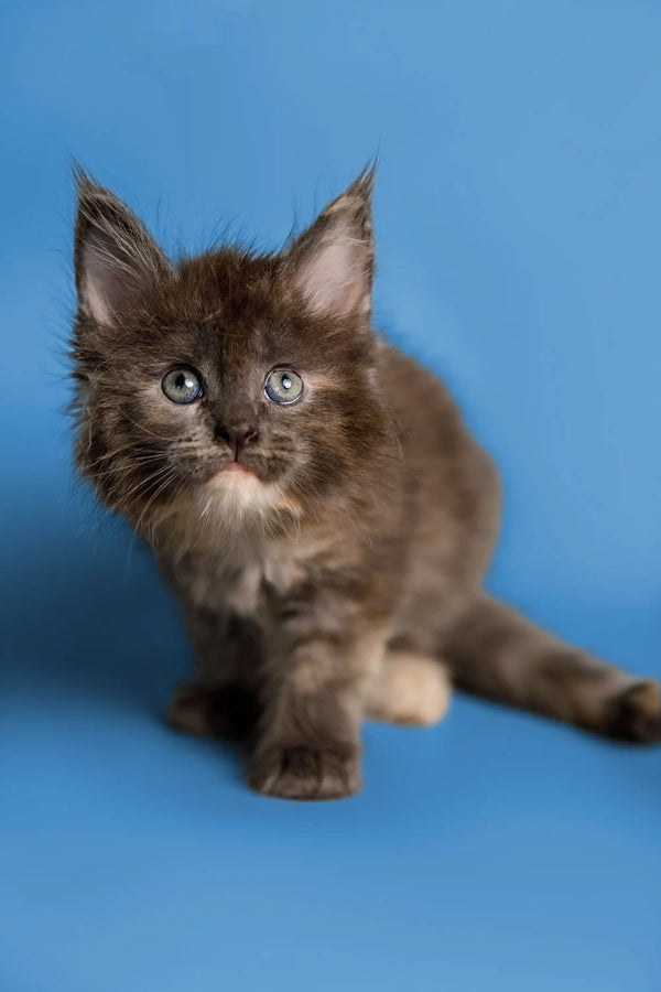 Fluffy brown Maine Coon kitten with bright eyes and pointed ears, perfect for cuddles