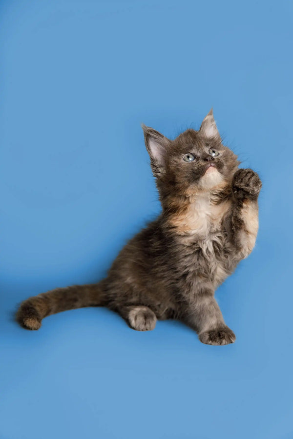Playful gray Maine Coon kitten with raised paw, named Sasha