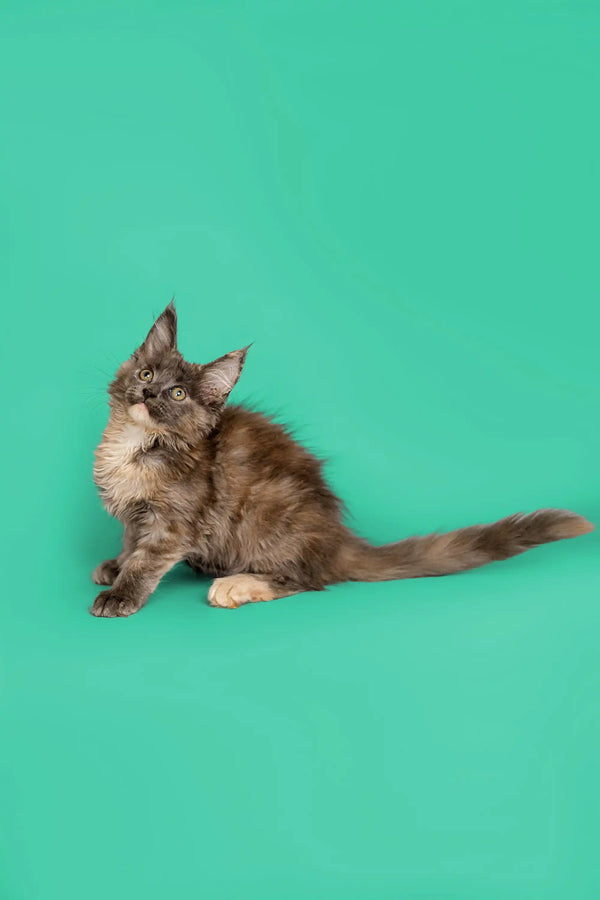Fluffy gray and white Maine Coon kitten named Sasha with head tilted up adorably