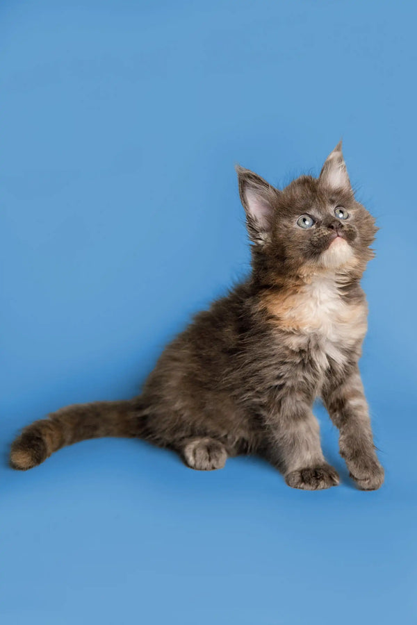 Fluffy gray and white Maine Coon kitten Sasha sitting with its tail extended
