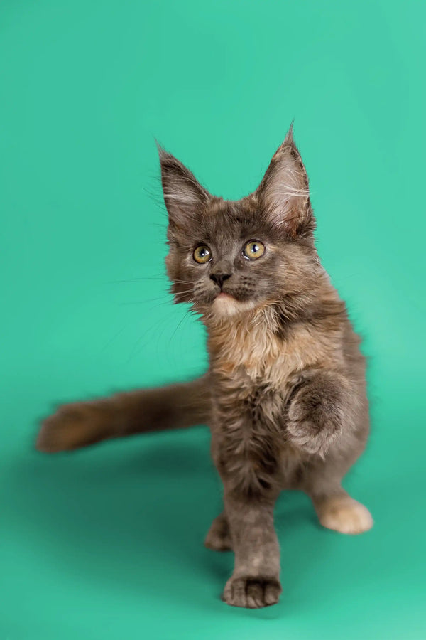 Gray Maine Coon kitten with fluffy coat and ear tufts in the Sasha product line