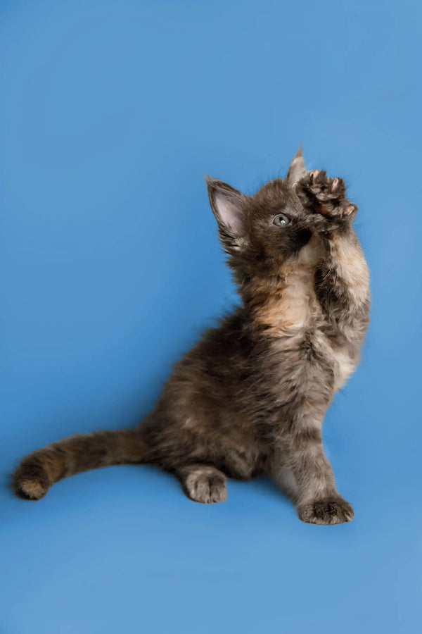Gray Maine Coon kitten playfully raises a paw against a bright blue backdrop