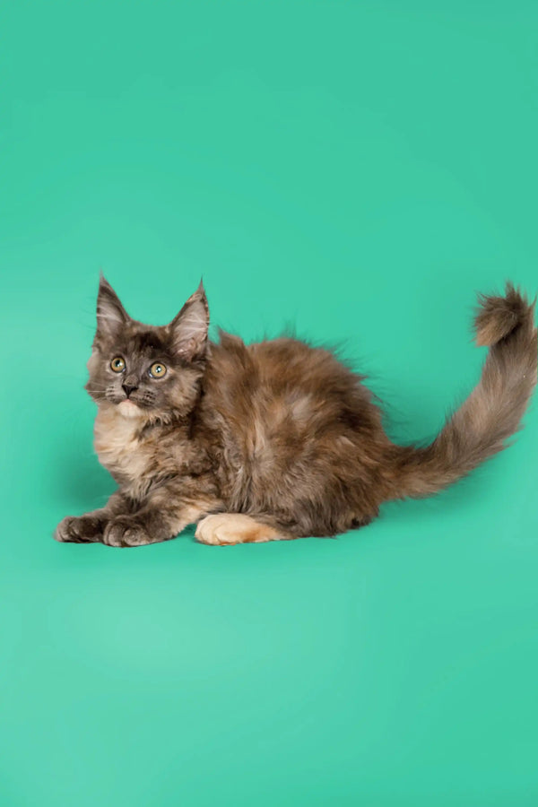 Fluffy gray Maine Coon kitten Sasha lounging with its tail extended