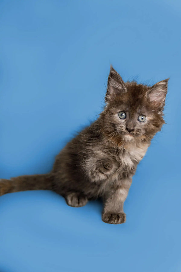Fluffy gray Maine Coon kitten sitting upright with an alert expression