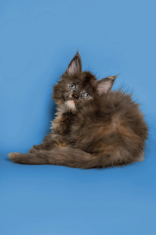 Fluffy gray Maine Coon kitten with alert ears and bright eyes, perfect for cuddles