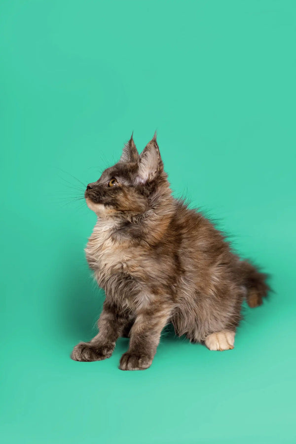 Fluffy gray Maine Coon kitten with alert ears and whiskers, perfect for cuddles