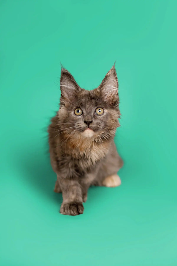 Gray and white Maine Coon kitten with fluffy fur, pointed ears, and alert eyes