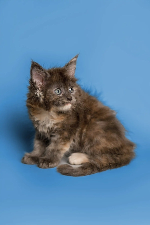 Fluffy Maine Coon kitten with a mottled coat against a blue backdrop