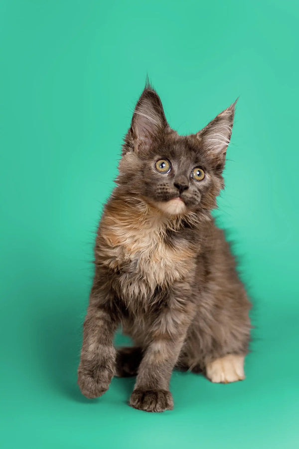 Gray fluffy Maine Coon kitten with pointed ears and an adorable alert expression