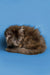 Fluffy brown and black Maine Coon kitten curled up cozy and adorable