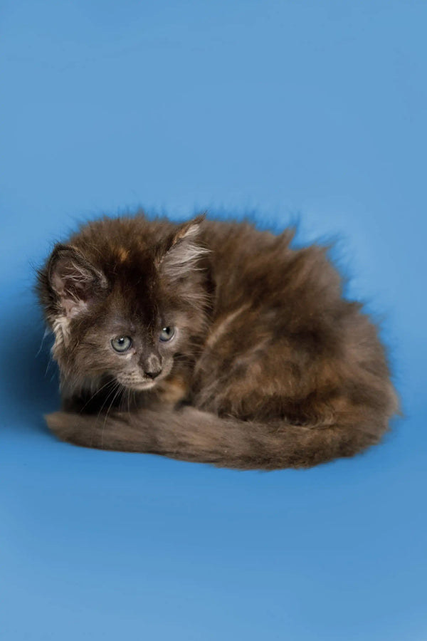 Fluffy brown and black Maine Coon kitten curled up cozy and adorable