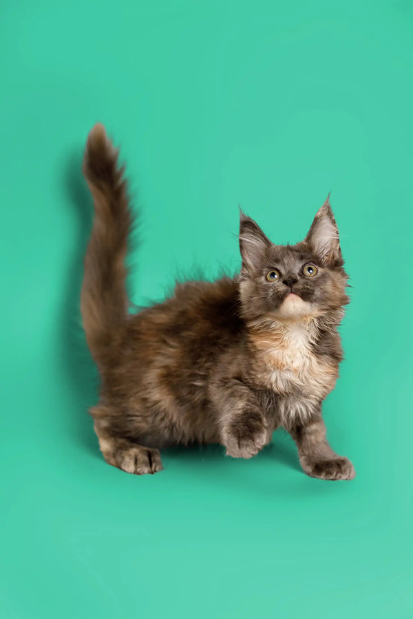 Fluffy gray and white Maine Coon kitten with pointed ears and alert expression