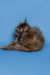Fluffy gray Maine Coon kitten with a cute tuft of fur on its head
