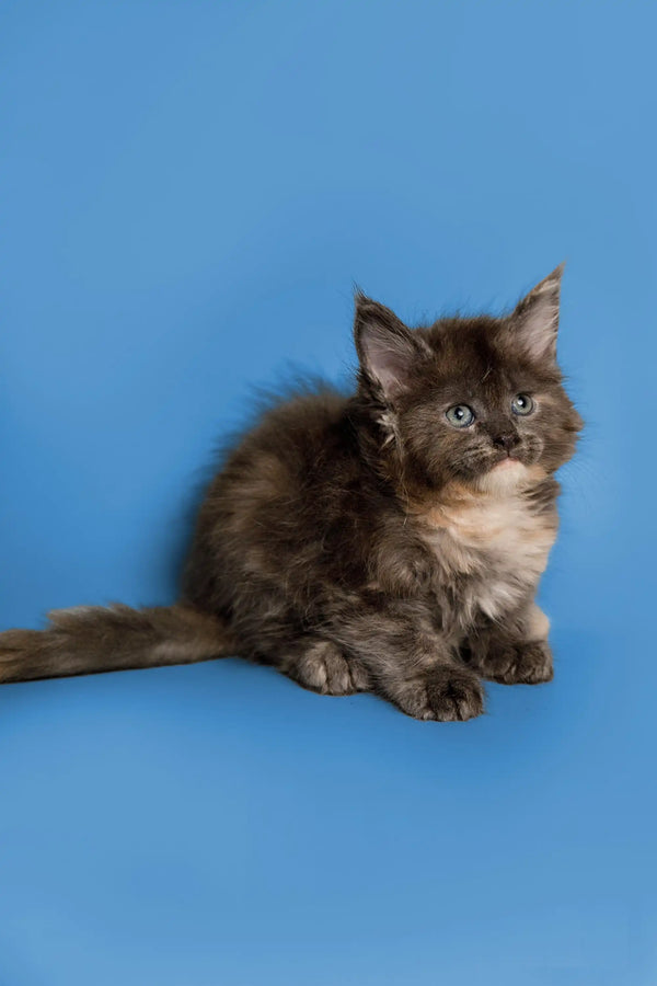Fluffy gray and white Maine Coon kitten Sasha sitting alert and adorable