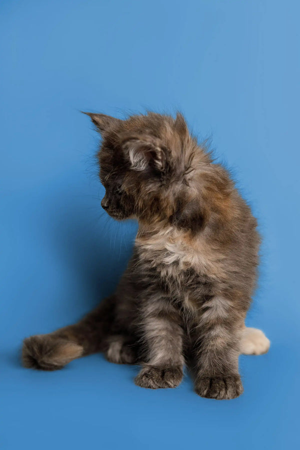 Fluffy gray Maine Coon kitten named Sasha sitting cute with head turned