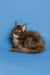 Fluffy brown and white Maine Coon kitten with curled tail, a perfect cuddle buddy