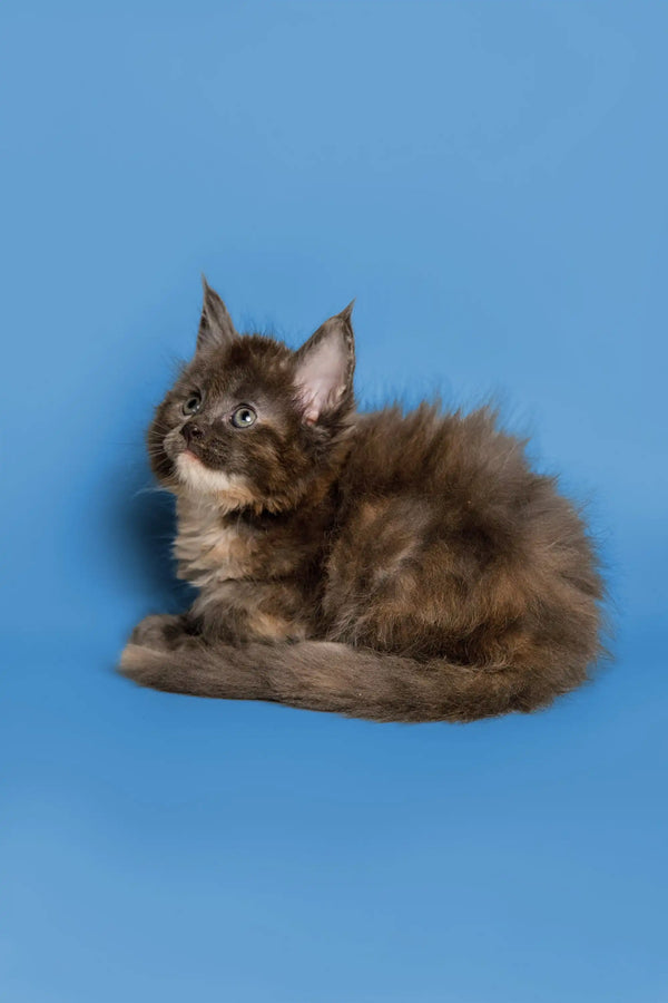 Fluffy brown and white Maine Coon kitten with curled tail, a perfect cuddle buddy