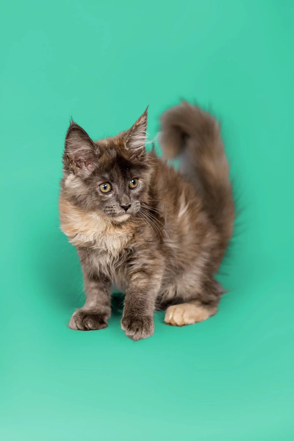 Fluffy gray Maine Coon kitten with a curled tail standing alert and adorable