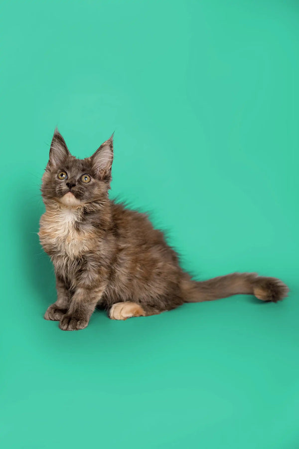 Gray and white fluffy Maine Coon kitten sitting alert and ready to play