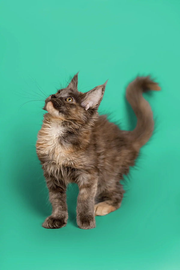 Fluffy gray Maine Coon kitten with perked ears and an upright tail