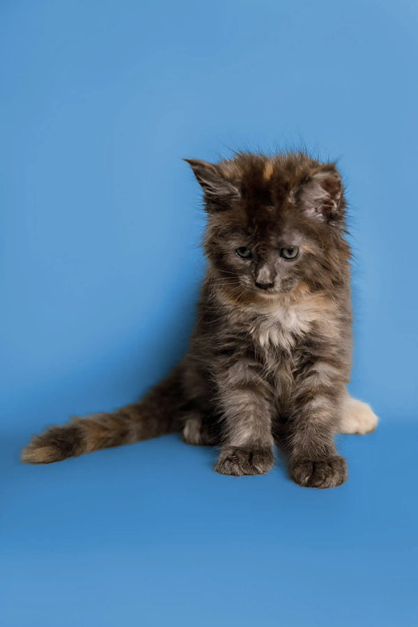 Fluffy gray Maine Coon kitten Sasha sitting curiously, ready to explore the world