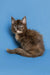 Fluffy gray Maine Coon kitten with alert ears and bright eyes looking playful