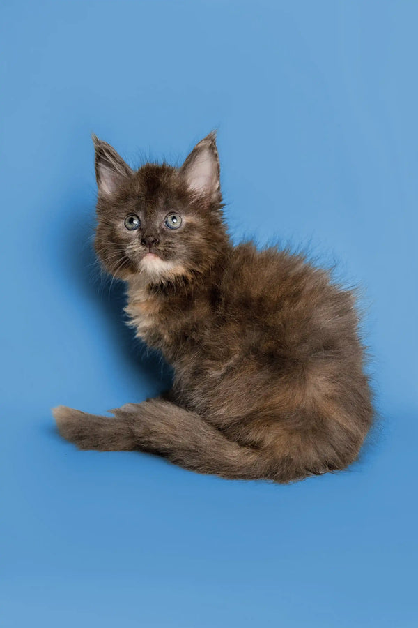 Fluffy gray Maine Coon kitten with alert ears and bright eyes looking playful
