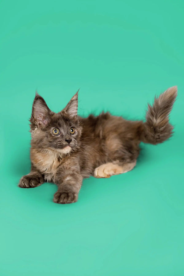 Fluffy gray Maine Coon kitten Sasha lounging with outstretched paws and adorable charm