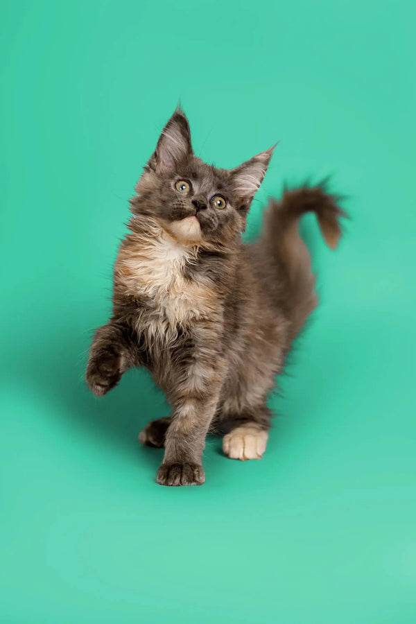 Fluffy gray and white Maine Coon kitten with perked ears and an upright tail