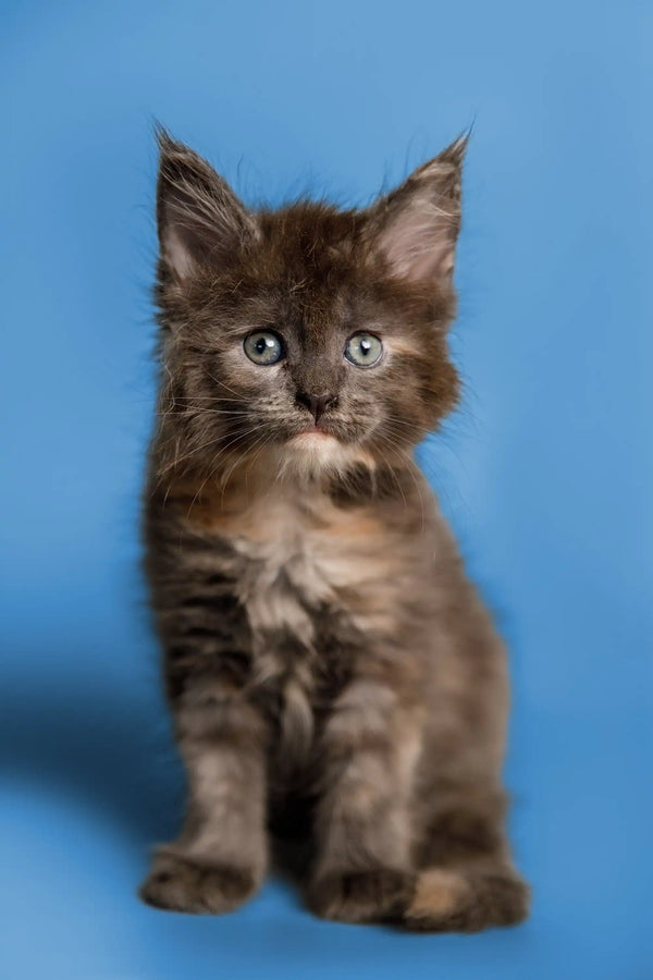 Fluffy gray Maine Coon kitten with alert ears and bright eyes, perfect for your home