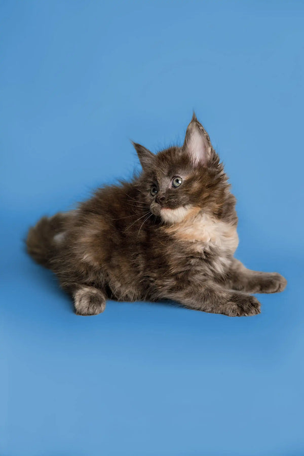 Fluffy gray and white Maine Coon kitten lying down with an alert expression