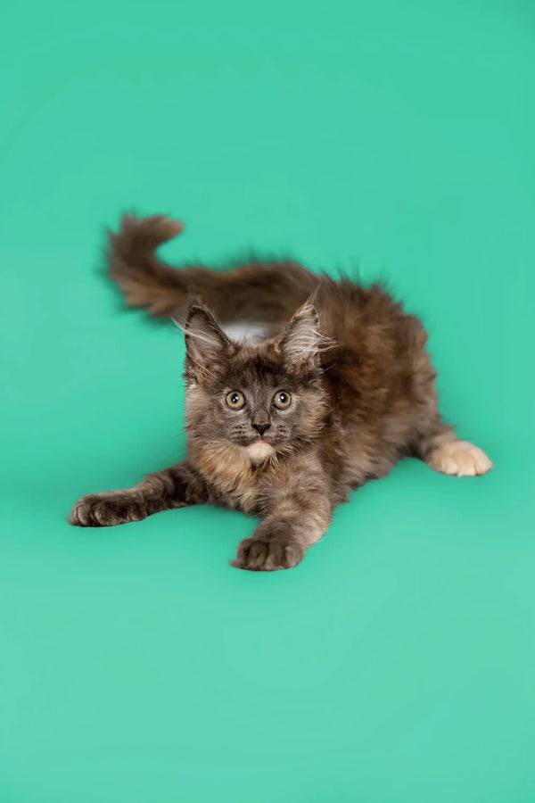 Fluffy gray and white Maine Coon kitten crouching playfully ready to pounce