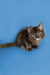 Fluffy brown Maine Coon kitten with bright eyes on a cool blue backdrop