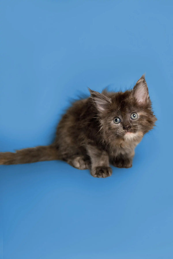Fluffy brown Maine Coon kitten with bright eyes on a cool blue backdrop