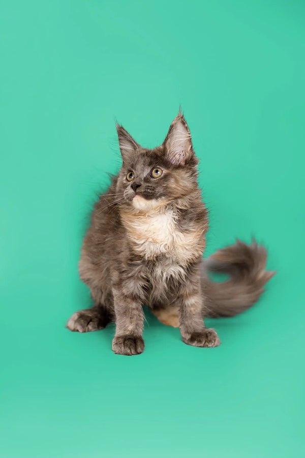 Adorable gray and white Maine Coon kitten with fluffy fur and long tail