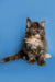 Fluffy Maine Coon kitten with bright eyes on a cute blue backdrop