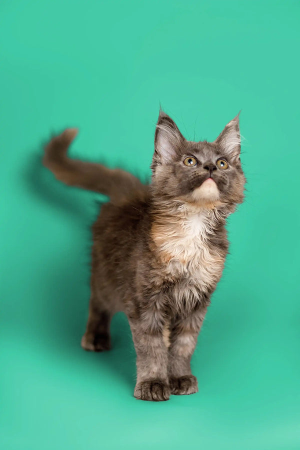 Fluffy gray Maine Coon kitten with alert eyes and perked ears, ready to explore
